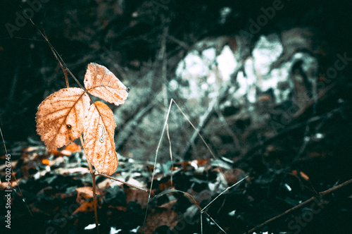A dry leaf in an autumn landscape
 photo