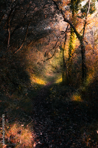 Path runs through the interior of the forest, Araba - Alava, Basque Country.