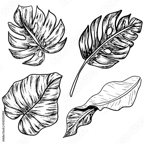 Four tropical leaves lineart black white set