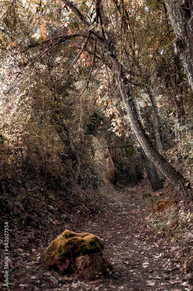 Path runs through the interior of the forest, Araba - Alava, Basque Country. Path runs through the interior of the forest, Araba - Alava, Basque Country.