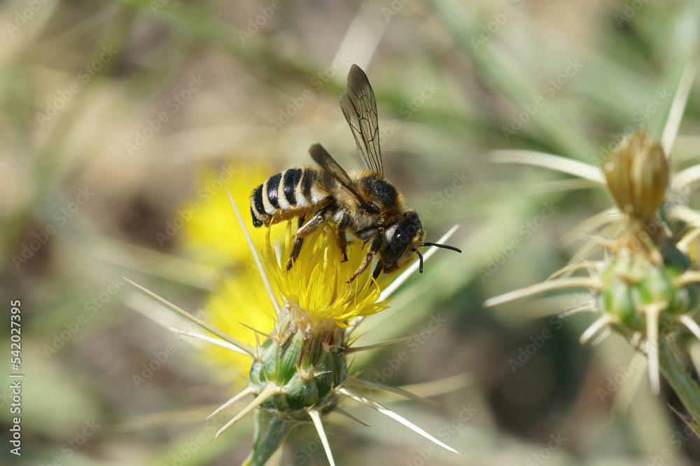 Close up of a large colorful female white sectioned leafcutter bee, Megachile albisecta on a yellow Centaurea solstitialis flower