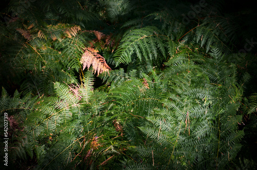 Fern leaves (Polypodiopsida - Poypodiophta)
 photo