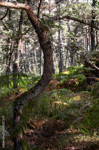 The crooked trunk of a tree in the luxuriance of the forest, Erriberabeitia, Araba - Alava, Basque Country.
 photo