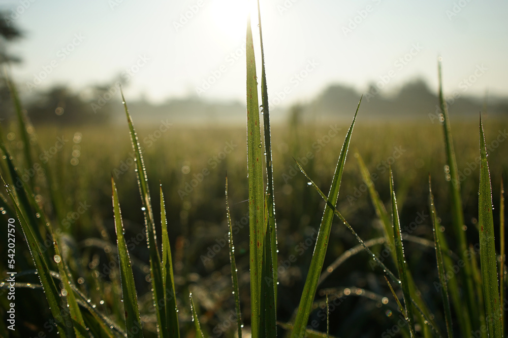 grass in the morning grass in the morning