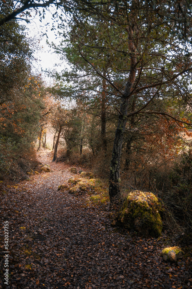 Path runs through the interior of the forest, Araba - Alava, Basque Country.