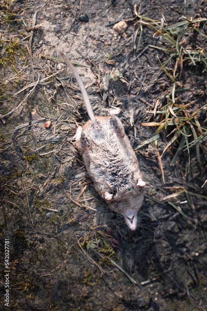Dead wood mouse in the forest.