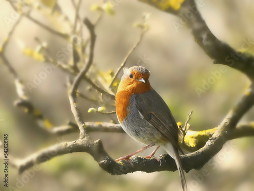 Robin Redbreast or European Robin (Erithacus rubecula) in a tree near the Great Globe at Durlston Country Park, Dorset