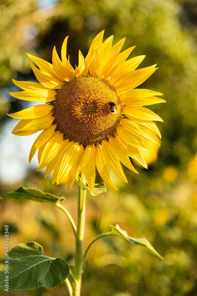 Fototapeta premium Vertical focus shot of a bee on sunflower in the field with blur background