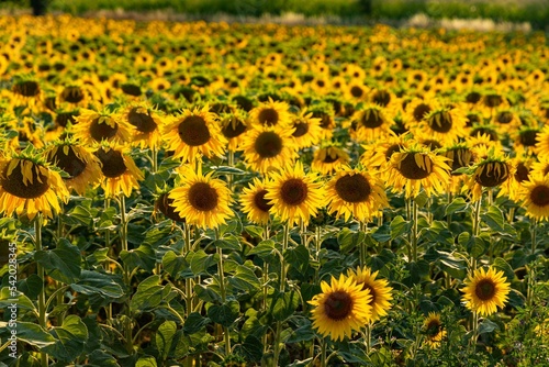 Beautiful shot of sunflower flowers meadow in the field with sunlight