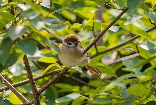 Closeup shot of Eurasian tree sparrow bied preching on tree twig with sunny leaves photo