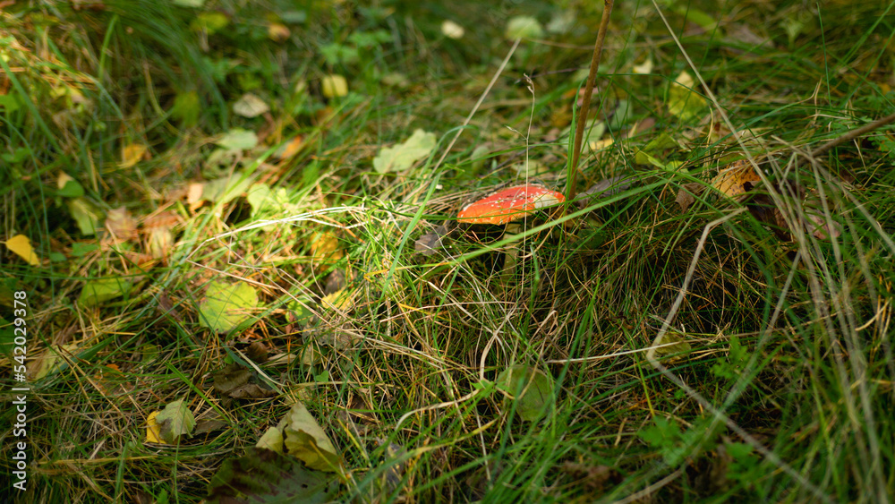 Mushrooms among the grass in the autumn forest on a sunny day Mushrooms among the grass in the autumn forest on a sunny day