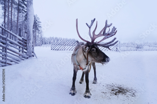 deer farm on sunny winter day, Lapland, Northern Finland, Lapinkyla resort, traditionally tourism, ride safari with snow Finnish Arctic north pole, active tourism, Fun with Norway Saami animals © kittyfly