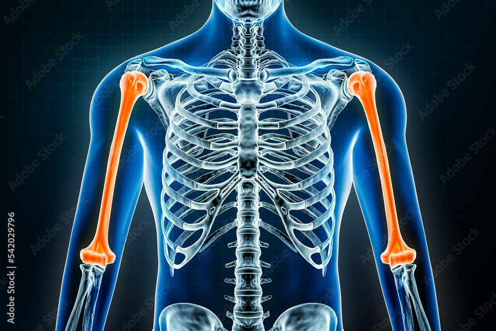 Humerus xray. Osteology of the human skeleton, arm or upper limb bones