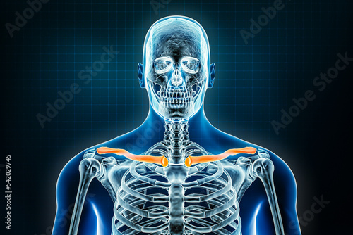 Clavicle or collar bone x-ray front or anterior view. Osteology of the human skeleton, upper limb bones 3D rendering illustration. Anatomy, medical, science, biology, healthcare concepts.