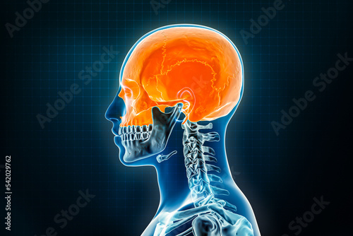 Cranium or skull bones x-ray lateral or profile view. Osteology of the human skeleton 3D rendering illustration. Anatomy, medical, science, biology, healthcare concepts.