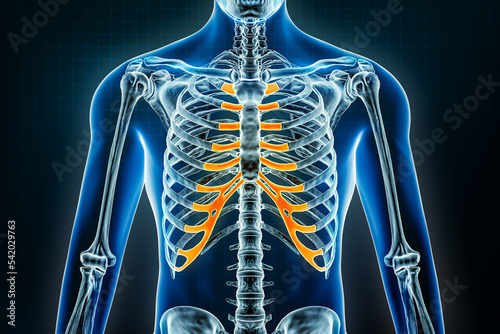 Costal cartilage x-ray. Osteology of the human skeleton or bones 3D rendering illustration. Anatomy, medical, science, biology, healthcare concepts.
