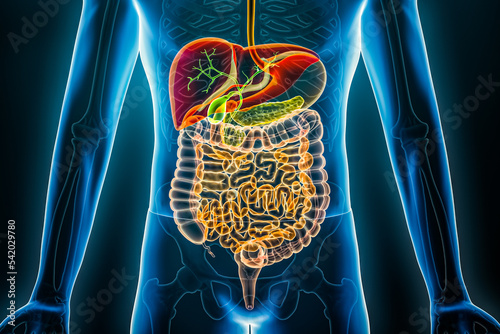 Human digestive system x-ray. Organs of the gastrointestinal tract 3D rendering illustration. Anatomy, medical, biology, science, healthcare concepts. photo