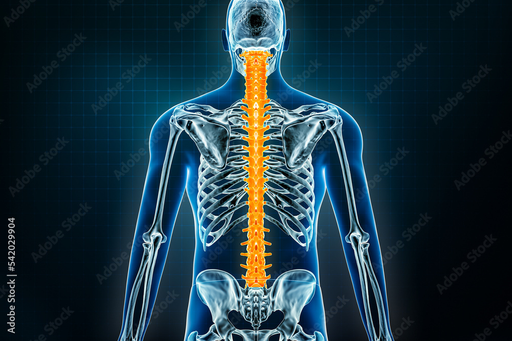 Spine or vertebral column x-ray posterior view. Osteology of the human skeleton, back bones 3D rendering illustration. Anatomy, medical, science, biology, healthcare concepts. Spine or vertebral column x-ray posterior view. Osteology of the human skeleton, back bones 3D rendering illustration. Anatomy, medical, science, biology, healthcare concepts.