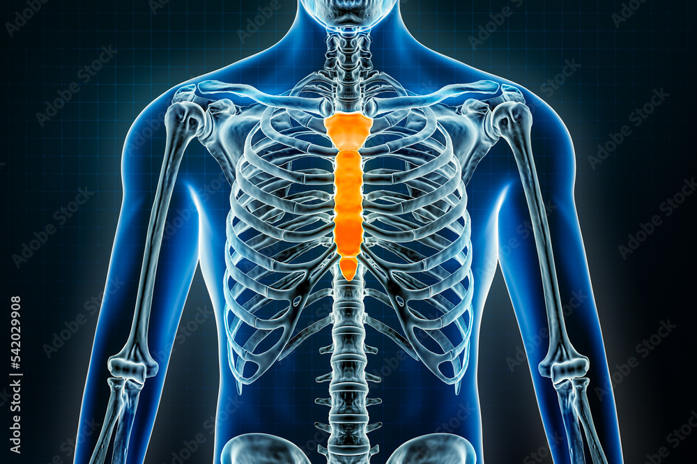 Sternum or breastbone and manubrium bones x-ray. Osteology of the human skeleton 3D rendering illustration. Anatomy, medical, science, biology, healthcare concepts. Sternum or breastbone and manubrium bones x-ray. Osteology of the human skeleton 3D rendering illustration. Anatomy, medical, science, biology, healthcare concepts.