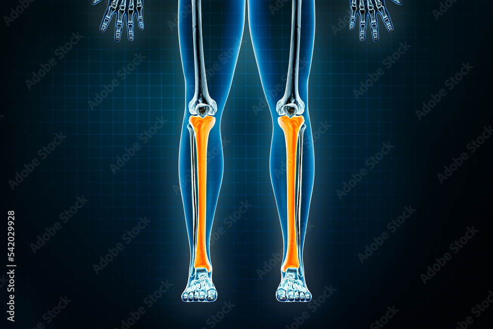 Tibia Or Shinbone X Ray Front Or Anterior View Osteology Of The Human Skeleton Leg Or Lower