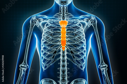 Sternum or breastbone and manubrium bones x-ray. Osteology of the human skeleton 3D rendering illustration. Anatomy, medical, science, biology, healthcare concepts.