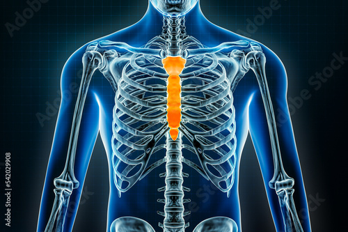 Sternum or breastbone and manubrium bones x-ray. Osteology of the human skeleton 3D rendering illustration. Anatomy, medical, science, biology, healthcare concepts. photo