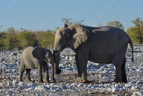 Afrikansche Elefanten am Wasserloch Olifantsrus im Etosha Nationalpark in Namibia. 