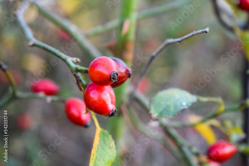 Rose hips in the bushes. Small, round, red fruit.