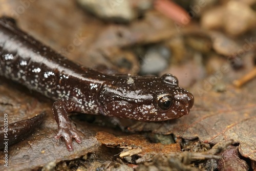 Closeup on the black form of the Western red-backed salamander, Plethodon vehiculum, sitting on the road