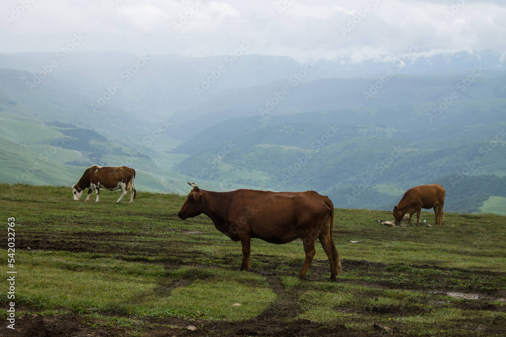 A herd of cows grazing in a meadow among mountains and hills blurred in the morning haze in Karachay-Cherkessia in the North Caucasus at claudy summer day