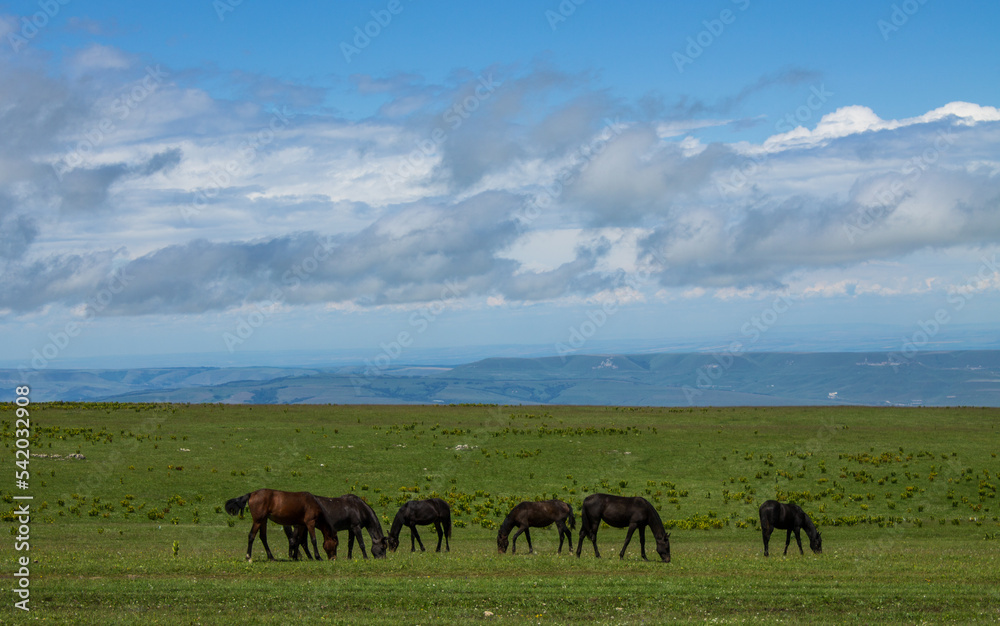 A herd of horses grazing on a wide green meadow against the background of a dramatic cloudy sky on a sunny summer day in Karachay-Cherkessia in the North Caucasus and a space for copying A herd of horses grazing on a wide green meadow against the background of a dramatic cloudy sky on a sunny summer day in Karachay-Cherkessia in the North Caucasus and a space for copying