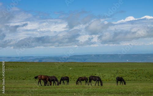 A herd of horses grazing on a wide green meadow against the background of a dramatic cloudy sky on a sunny summer day in Karachay-Cherkessia in the North Caucasus and a space for copying