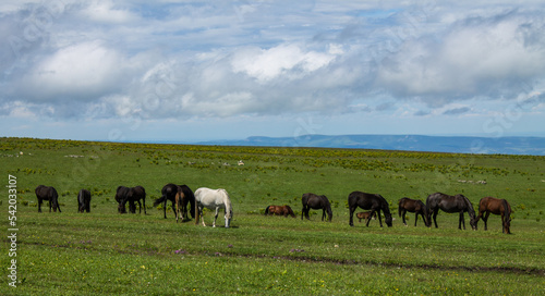 A herd of horses grazing on a wide green meadow against the background of a dramatic cloudy sky on a sunny summer day in Karachay-Cherkessia in the North Caucasus and a space for copying