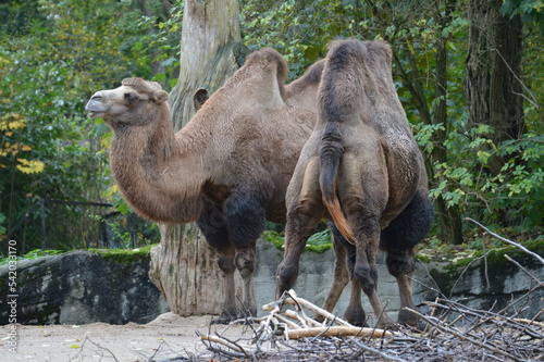 camels in the zoo