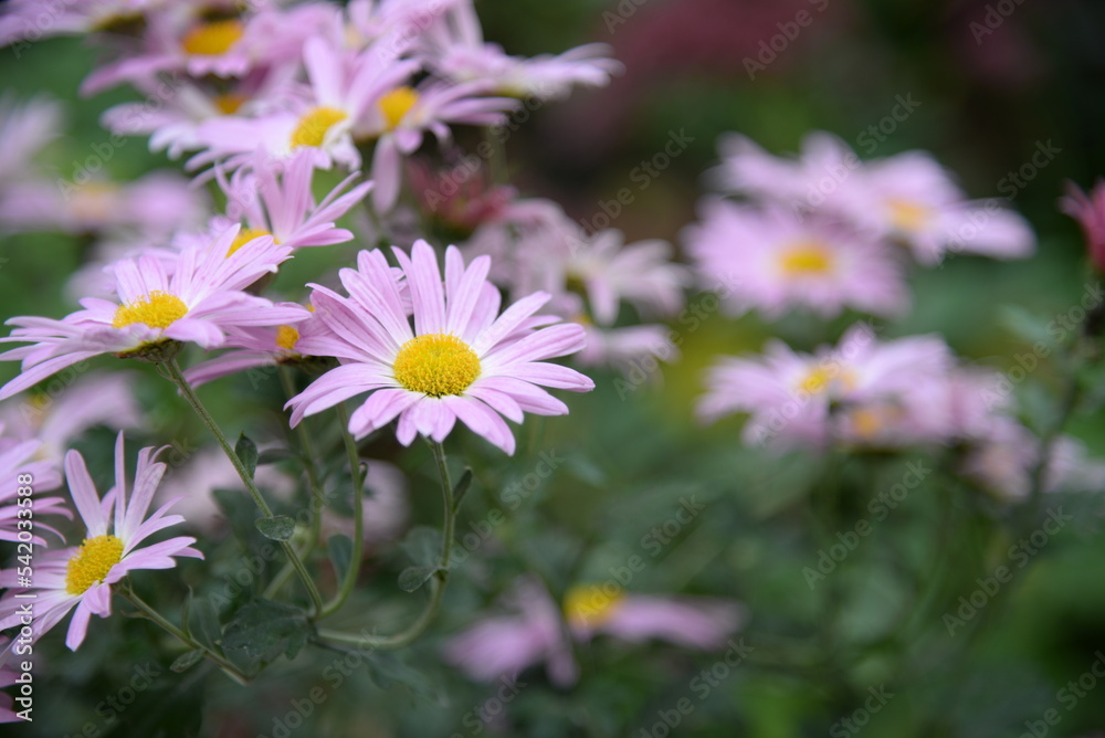 pink fluffy daisies, chrysanthemum flowers on a green background Beautiful pink chrysanthemums close-up in aster Astra tall perennial, new english texture gradient purple flower
pink fluffy daisies, chrysanthemum flowers on a green background Beautiful pink chrysanthemums close-up in aster Astra tall perennial, new english texture gradient purple flower