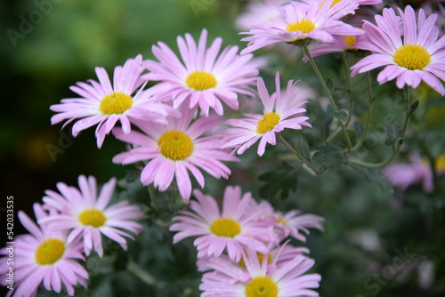 pink fluffy daisies  chrysanthemum flowers on a green background Beautiful pink chrysanthemums close-up in aster Astra tall perennial  new english texture gradient purple flower  