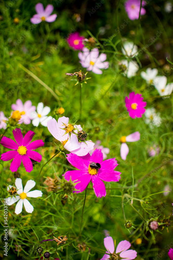 Pink daisies flower in a flowerbed with bumblebee against a background of green leaves Pink daisies flower in a flowerbed with bumblebee against a background of green leaves
