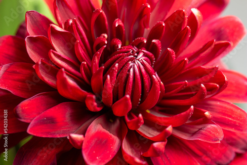 Full frame abstract macro texture view of a single beautiful crimson red dahlia flower blossom in a floral bouquet