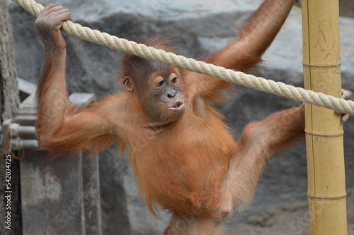 orang-utan baby romping in the zoo
