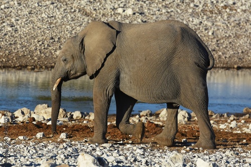Afrikanischer Elefant  locodonta africana  am Wasserloch Olifantsbad im Etosha Nationalpark. 
