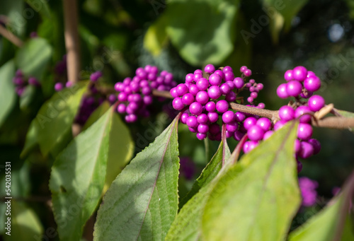 Clusters of pink purple berry fruit of the Callicarpa Bodinieri Imperial Pearl plant, photographed in autumn at RHS Wisley garden, Surrey, UK.