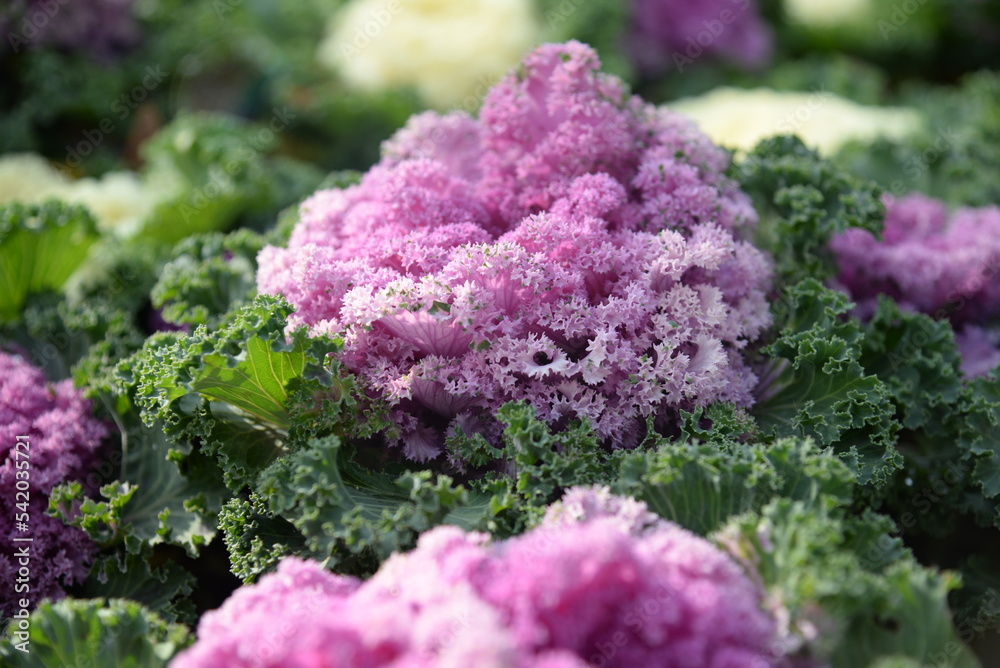 pink background High quality photo macro photography gradient white green ornamental Brassica oleracea acephala purple cruciferous family decorative carved cabbage leaves, poster, banner close - up pink background High quality photo macro photography gradient white green ornamental Brassica oleracea acephala purple cruciferous family decorative carved cabbage leaves, poster, banner close - up