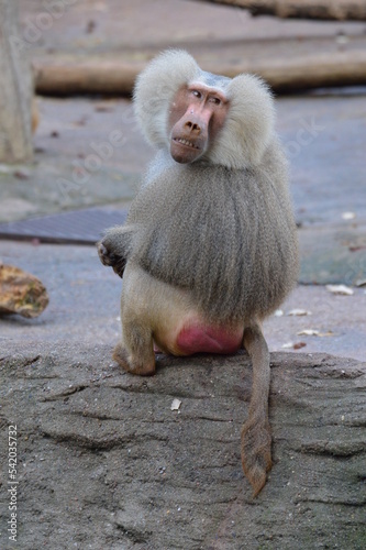 portrait of a male baboon