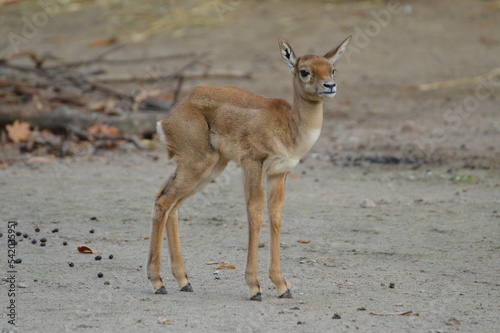 blackbuck kids in its natural habitat