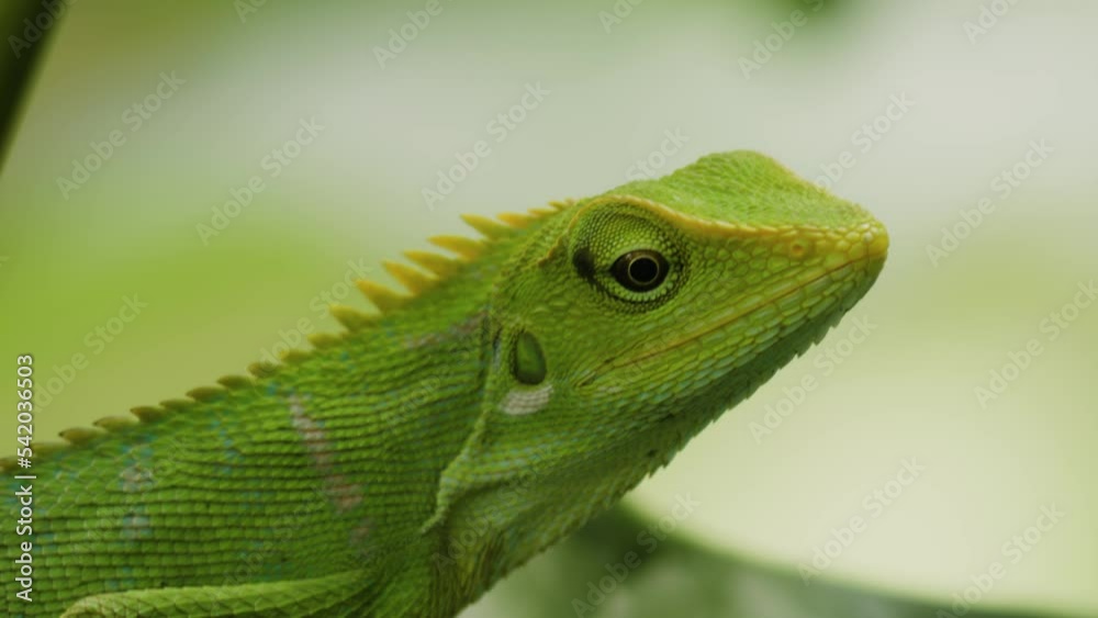 A wild Chameleon perched on a tree branch is looking at the situation around its A wild Chameleon perched on a tree branch is looking at the situation around its