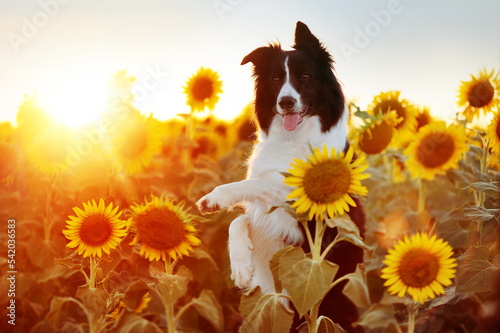 Photo Border collie on hind legs at the sunflowers field