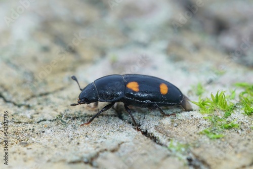 Closeup on the colorful four spotted sap beetle, Glischrochilus hortensis , sitting on the ground photo