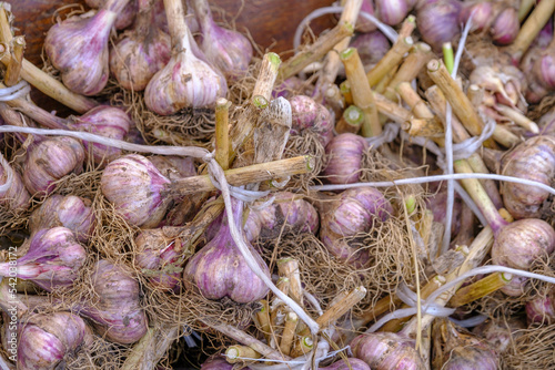 Ripe garlics tied with plastic rope