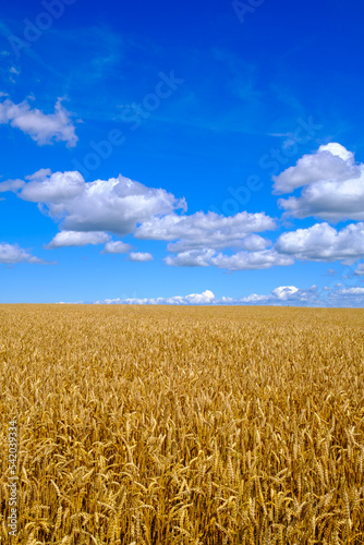 Wheat field against cloudy sky