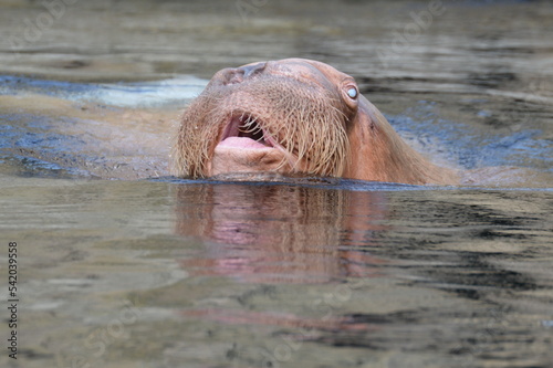 pacific walrus looking out of the water